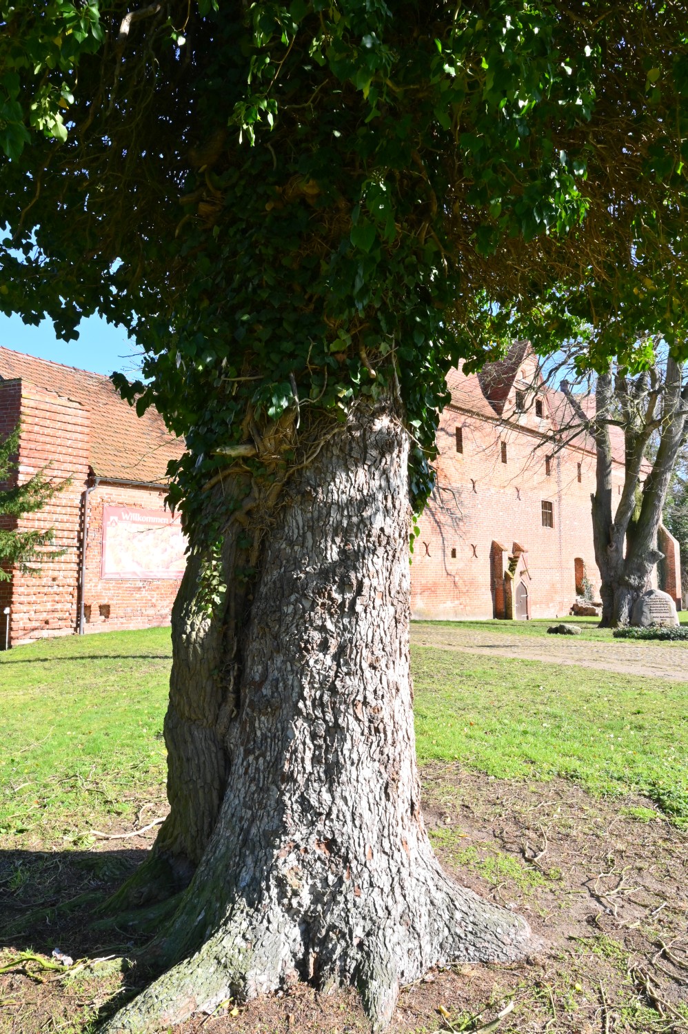 Abies nordmanniana - Plattenburg - 2022