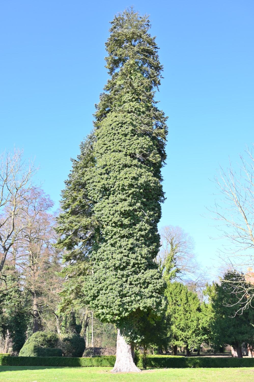 Abies nordmanniana - Plattenburg - 2022