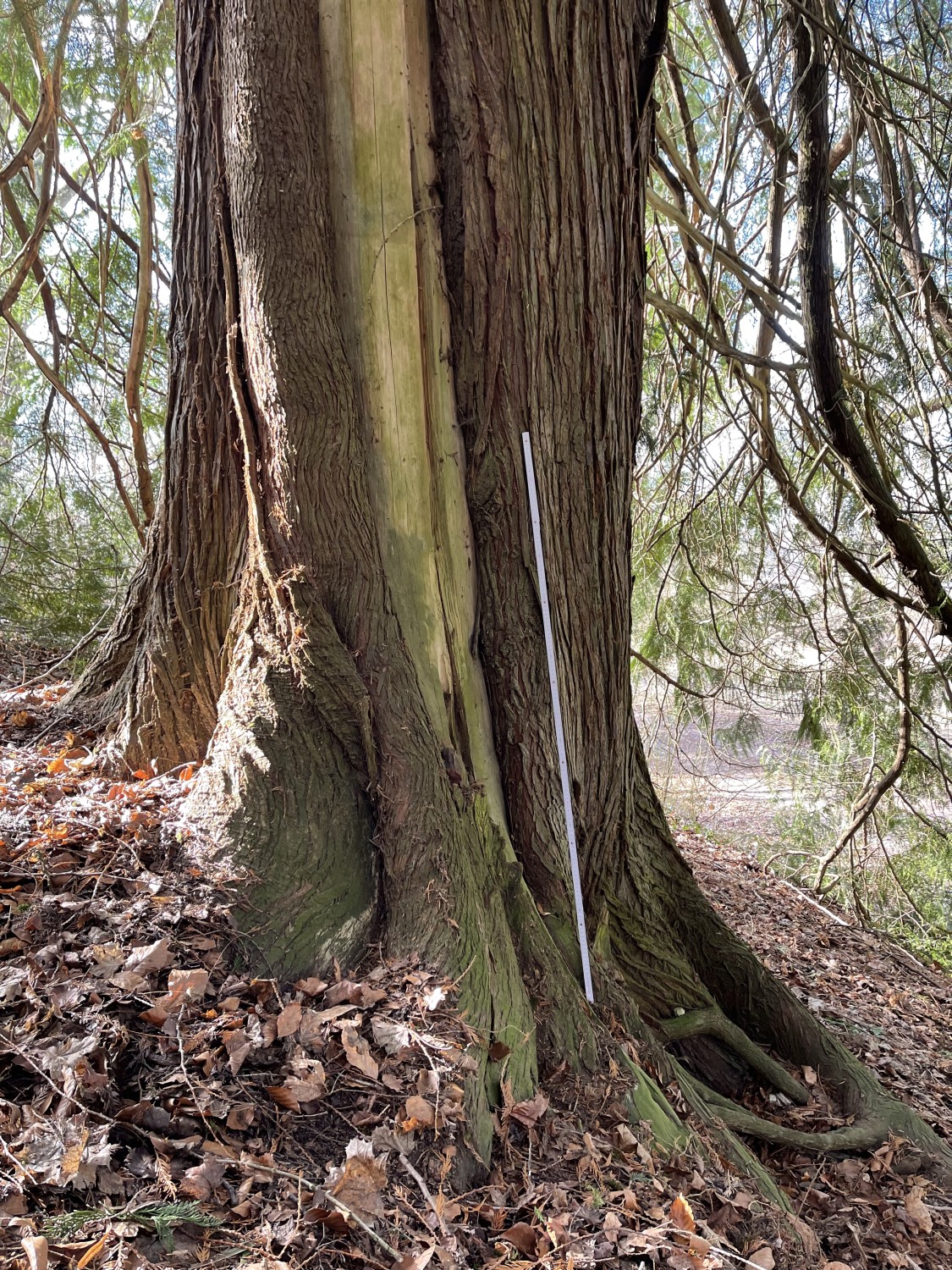 Thuja plicata - Baldern - 2022