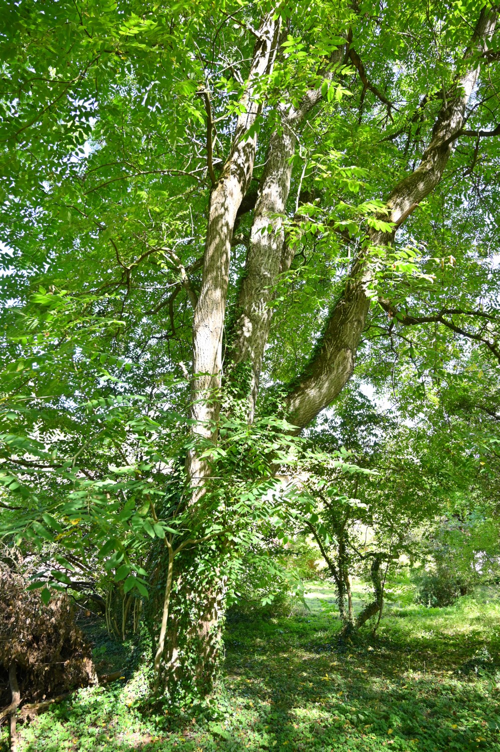 Juglans cinerea - Hannoversch Münden - 2020
