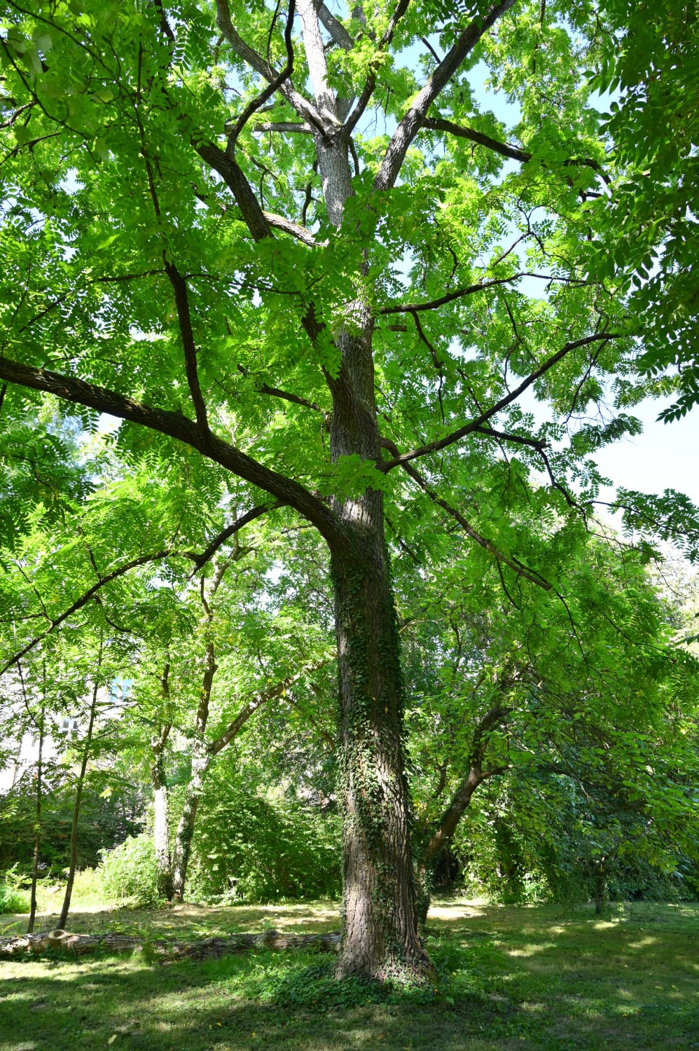Juglans nigra - Hannoversch Münden - 2020