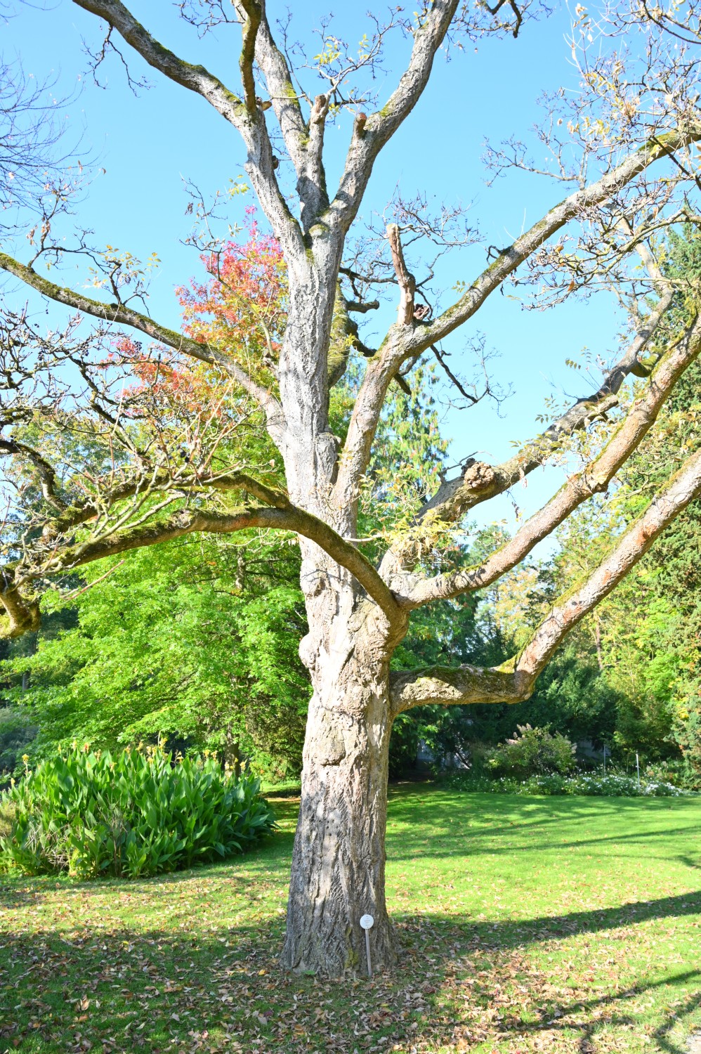 Phellodendron amurense - Insel Siebenbergen im Staatspark Karlsaue - Oktober 2021