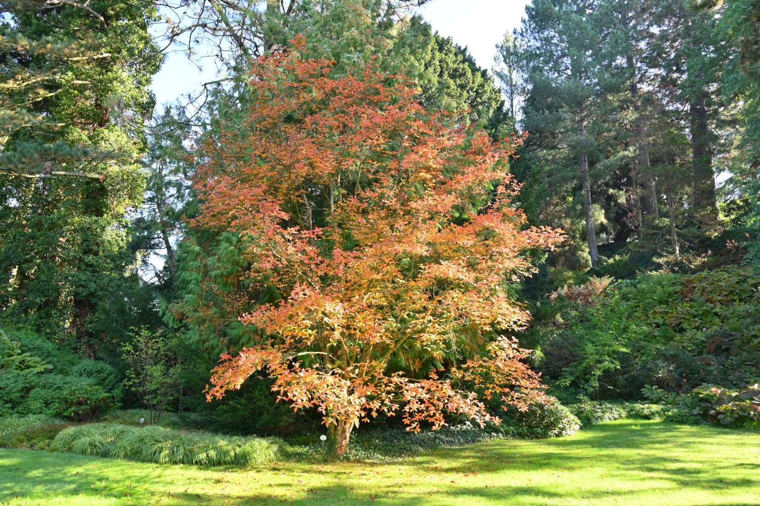 Stewartia pseudocamellia - Insel Siebenbergen im Staatspark Karlsaue - Oktober 2021