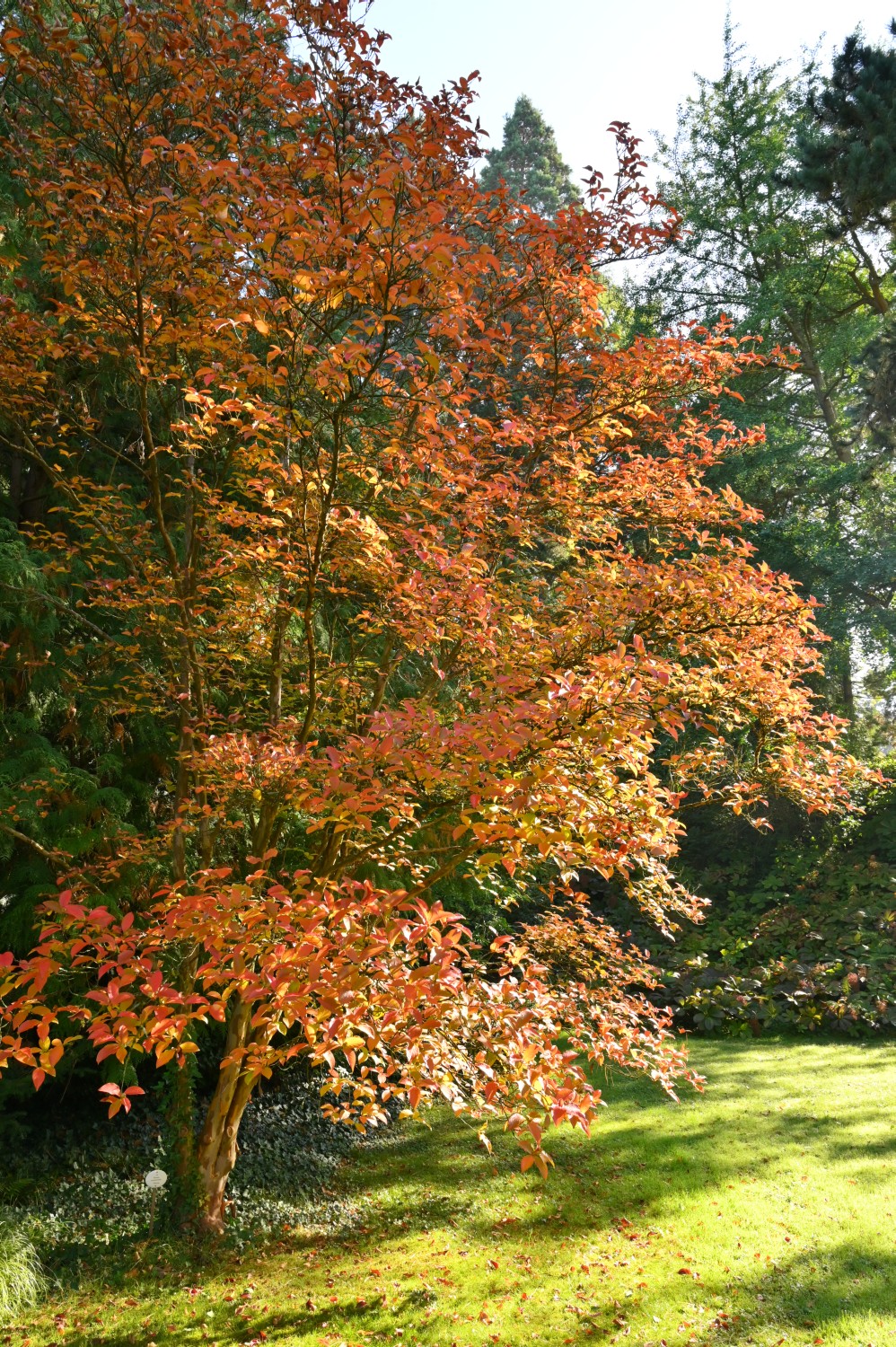 Stewartia pseudocamellia - Insel Siebenbergen im Staatspark Karlsaue - Oktober 2021