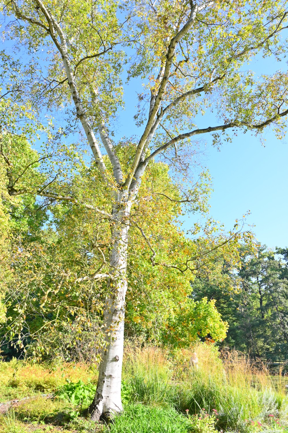 Betula populifolia - Insel Siebenbergen im Staatspark Karlsaue - Oktober 2021