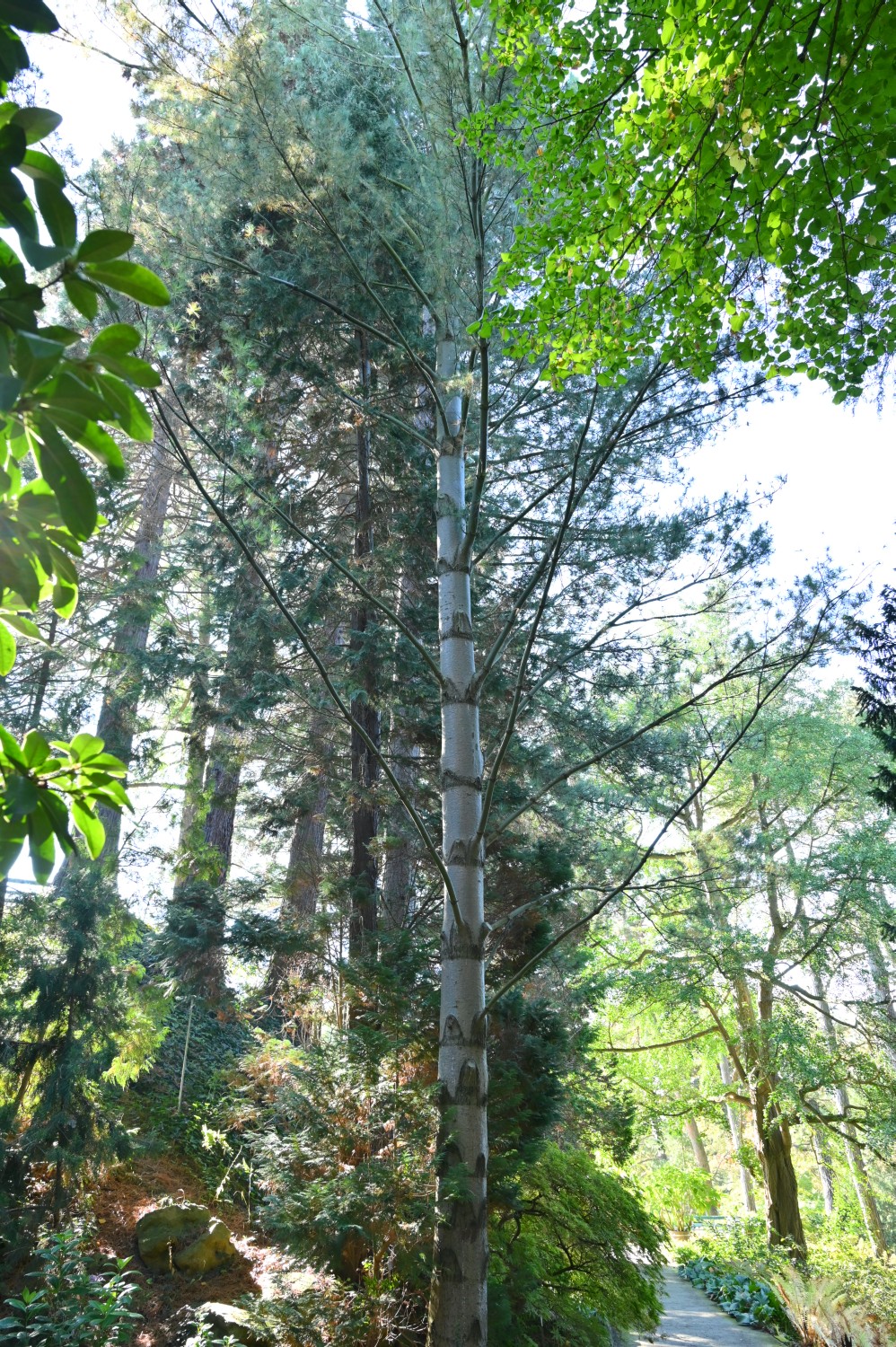 Pinus strobus 'Fastigiata' - Insel Siebenbergen im Staatspark Karlsaue - Oktober 2021