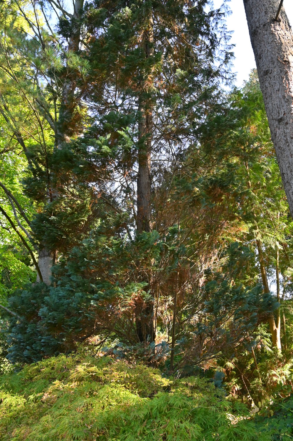 Chamaecyparis lawsoniana 'Columnaris glauca' - Insel Siebenbergen im Staatspark Karlsaue - Oktober 2021