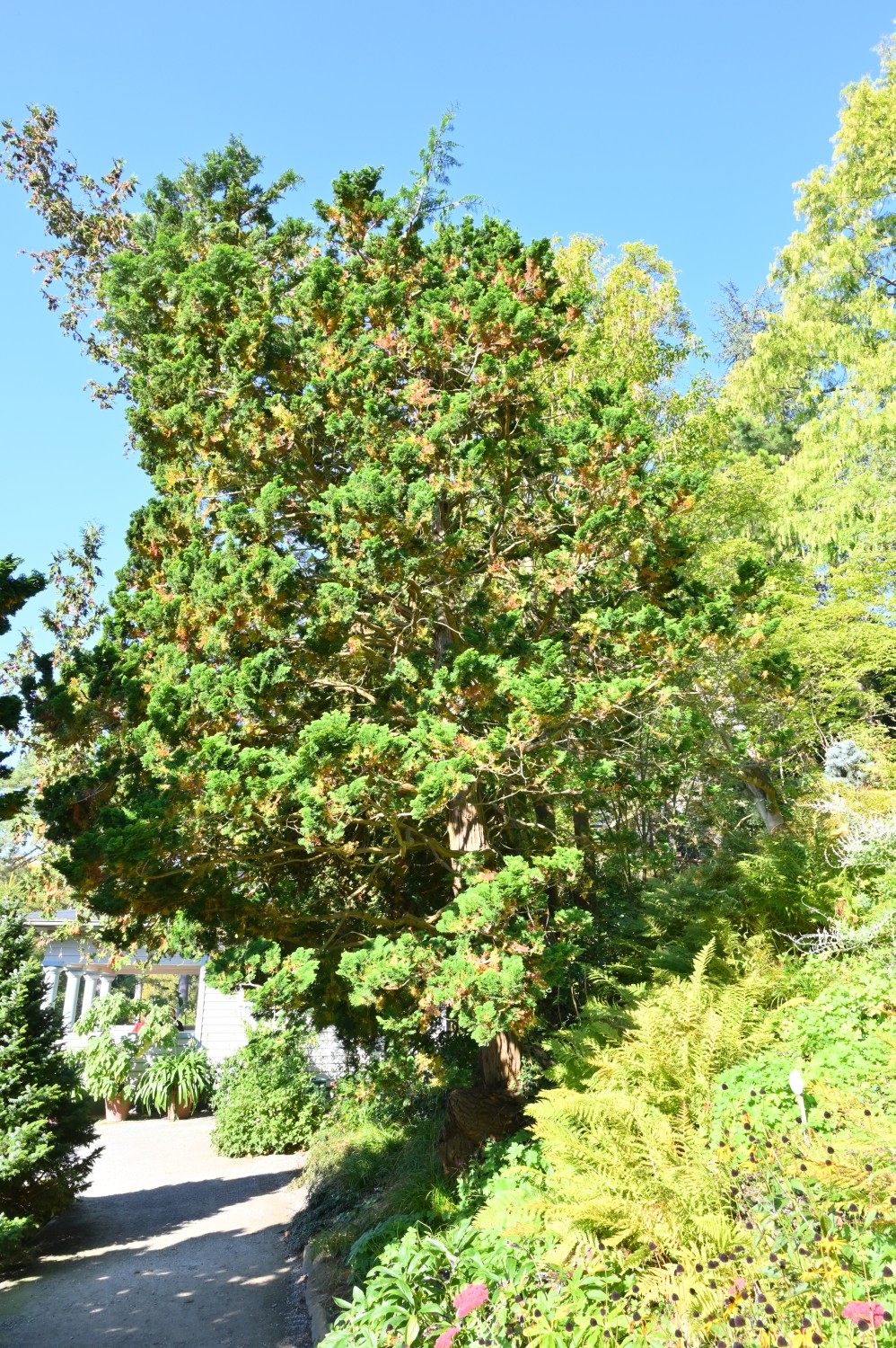 Chamaecyparis obtusa 'Nana gracilis' - Insel Siebenbergen im Staatspark Karlsaue - Oktober 2021