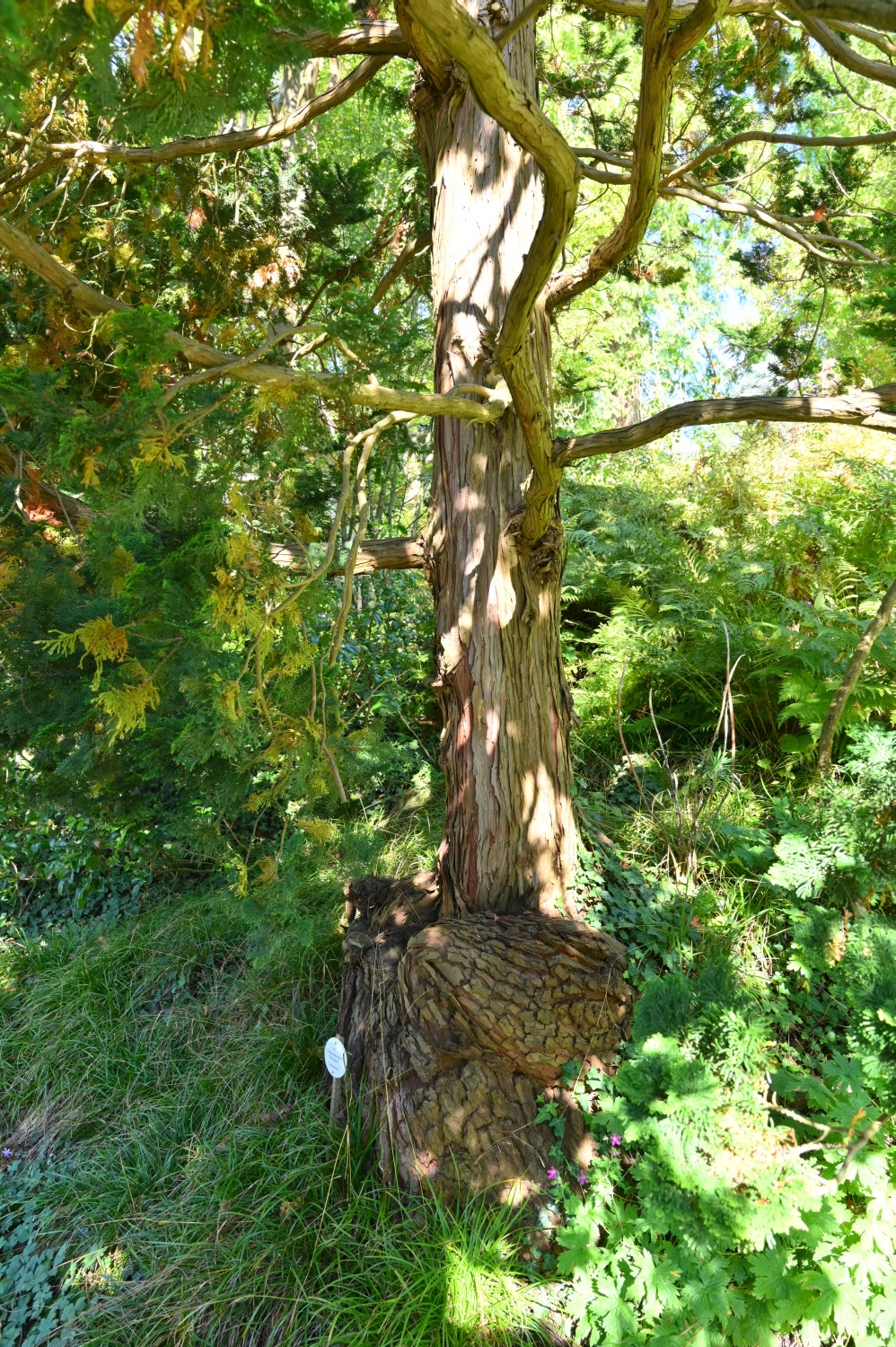 Chamaecyparis obtusa 'Nana gracilis' - Insel Siebenbergen im Staatspark Karlsaue - Oktober 2021