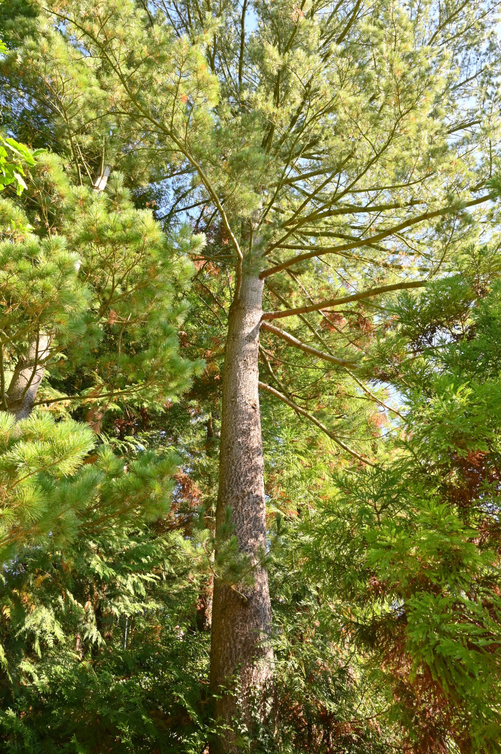 Pinus flexilis - Insel Siebenbergen im Staatspark Karlsaue - Oktober 2021