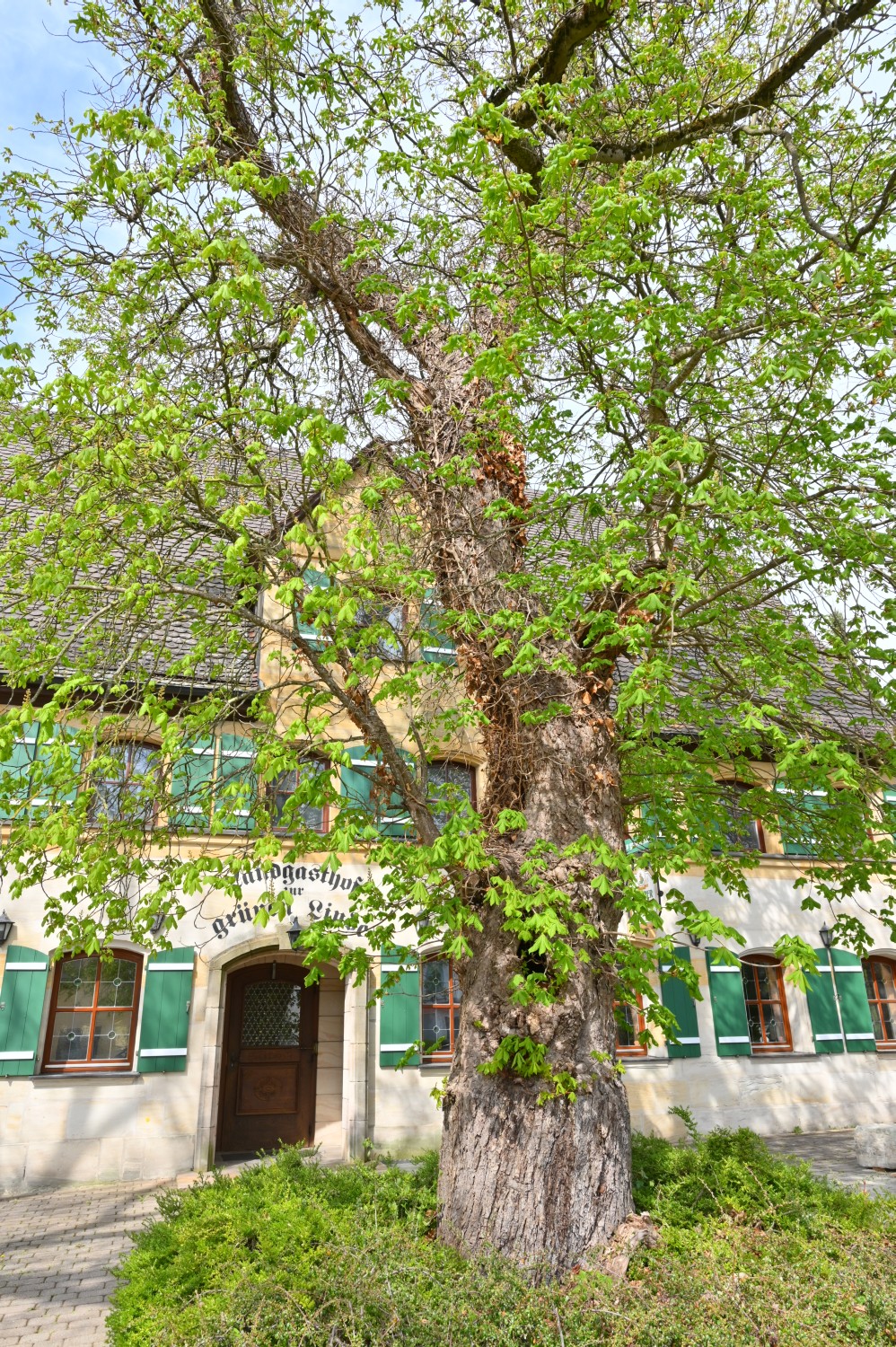 Aesculus × carnea - Winkelhaid - 2022