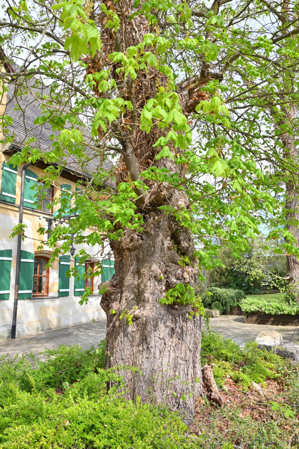 Aesculus × carnea - Winkelhaid - 2022
