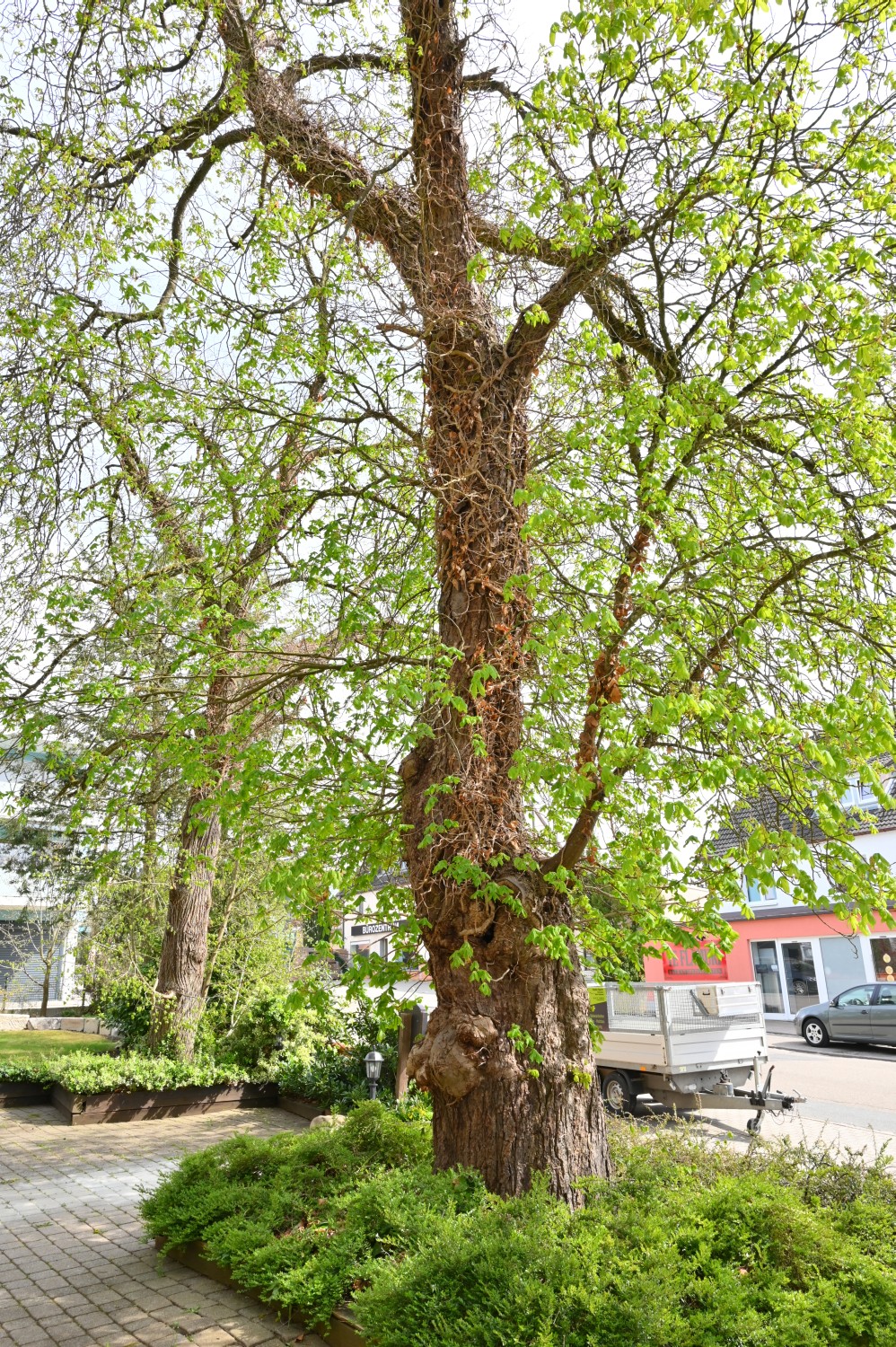 Aesculus × carnea - Winkelhaid - 2022