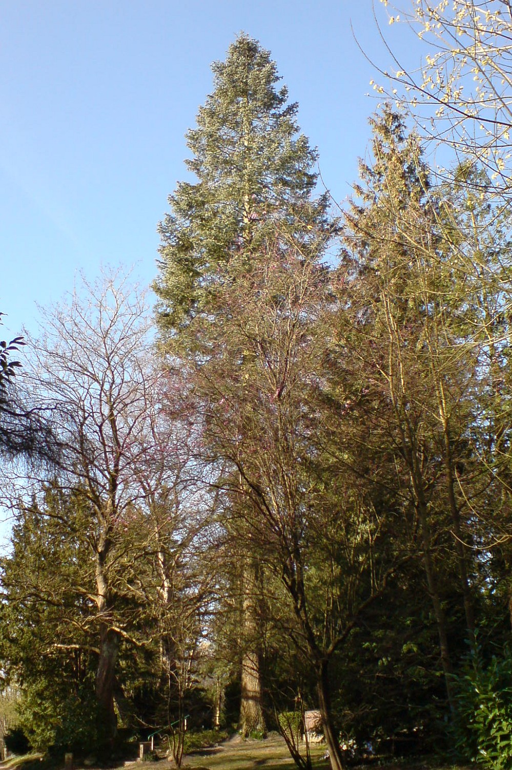 Abies concolor - Kiel - 2022