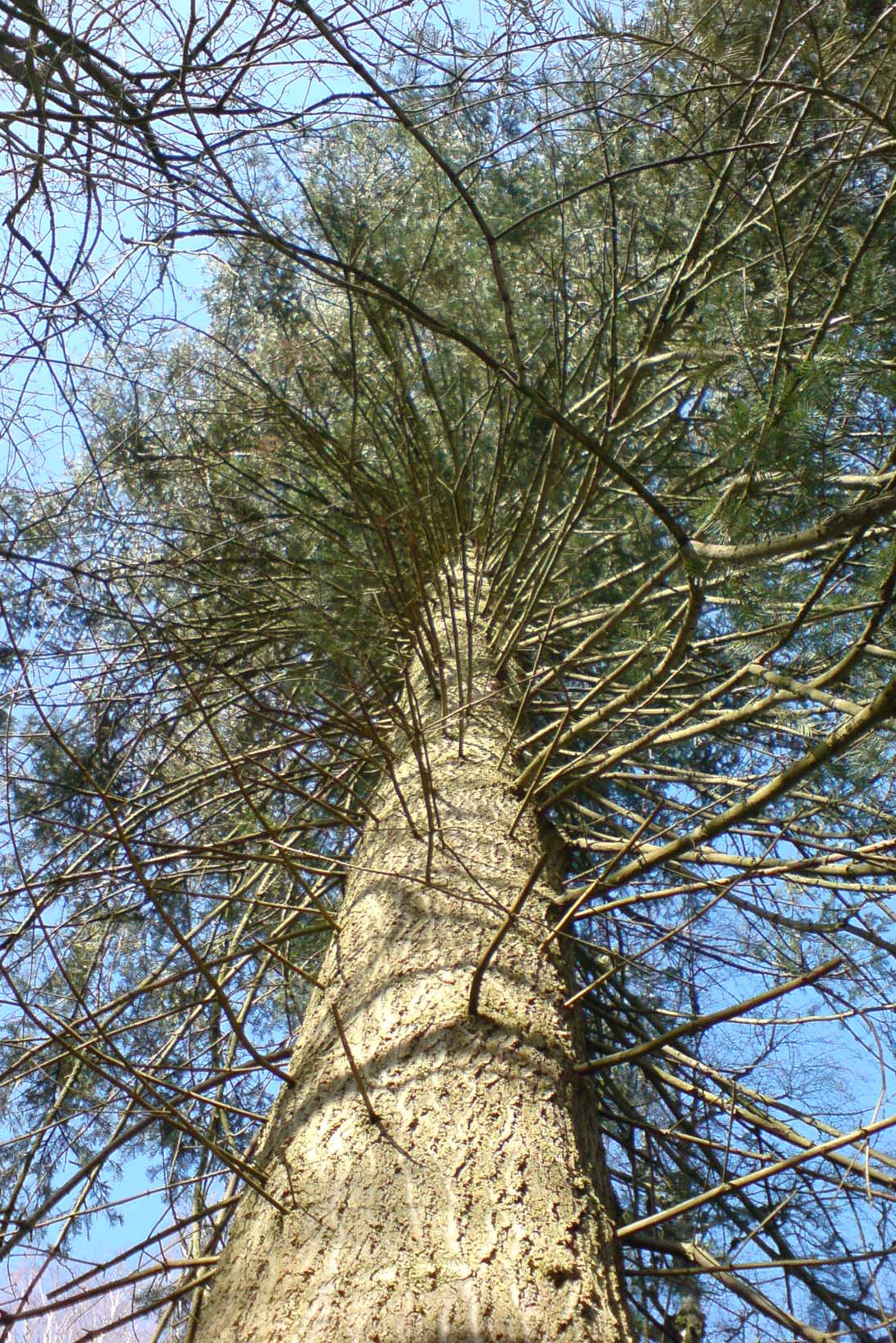 Abies concolor - Kiel - 2022