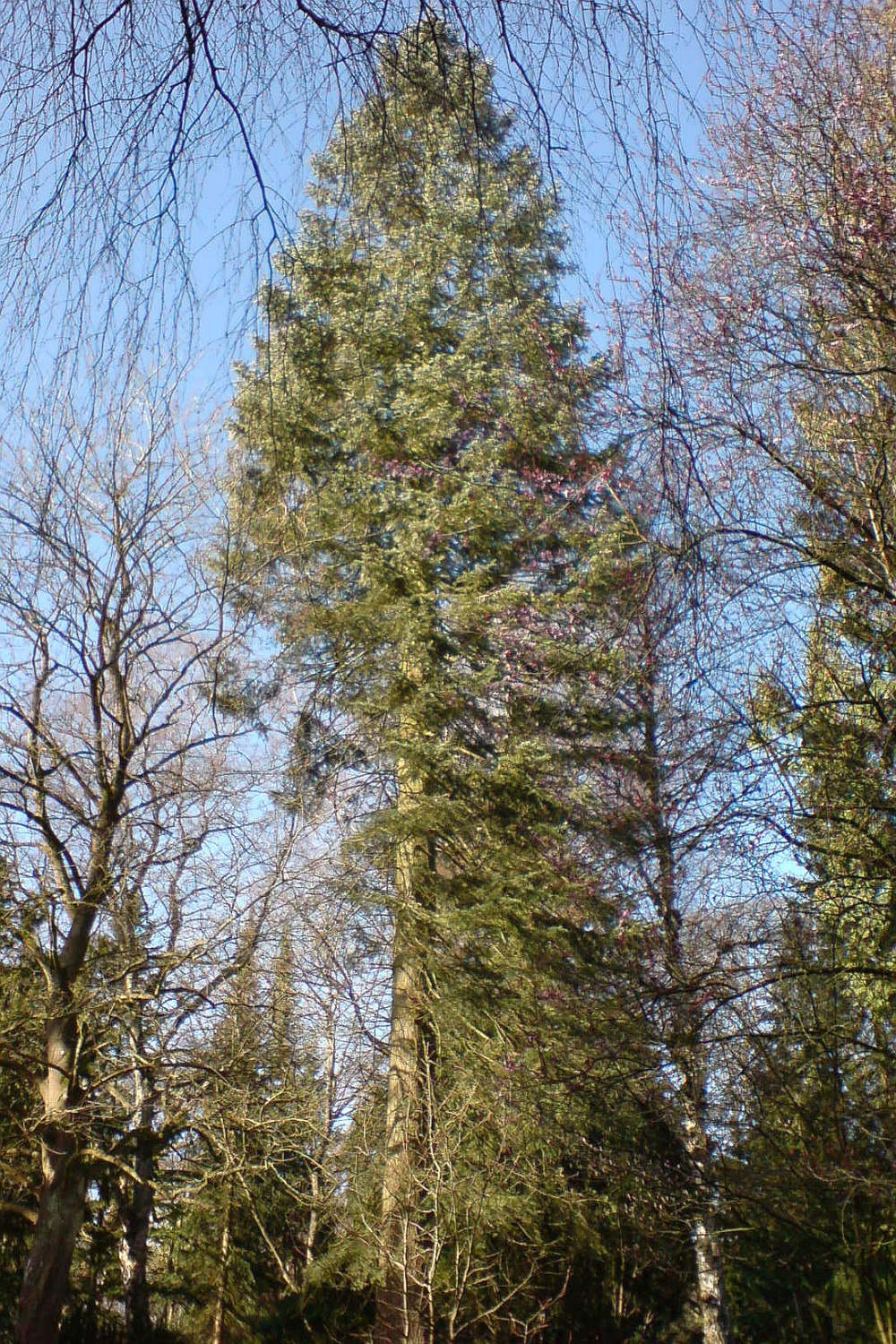 Abies concolor - Kiel - 2022