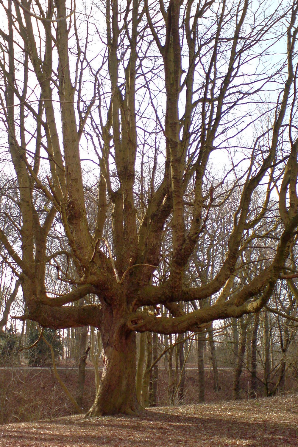 Aesculus hippocastanum - Kiel - 2022