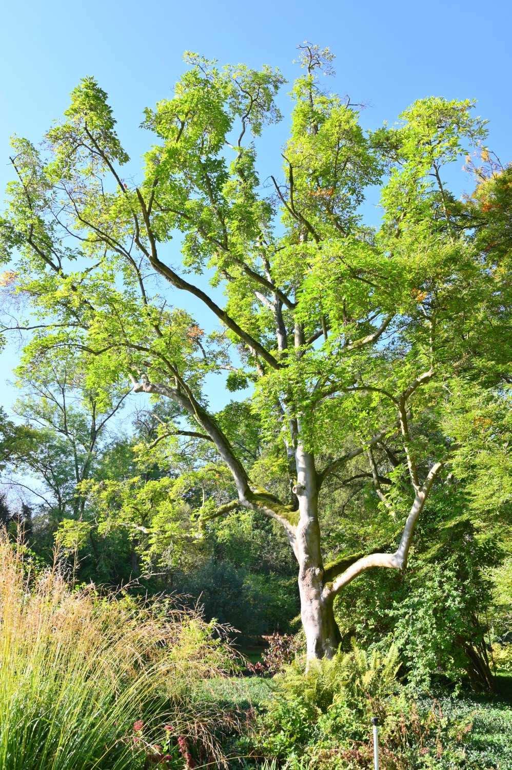 Magnolia kobus - Kassel, Karlsaue, Insel Siebenbergen - 2021
