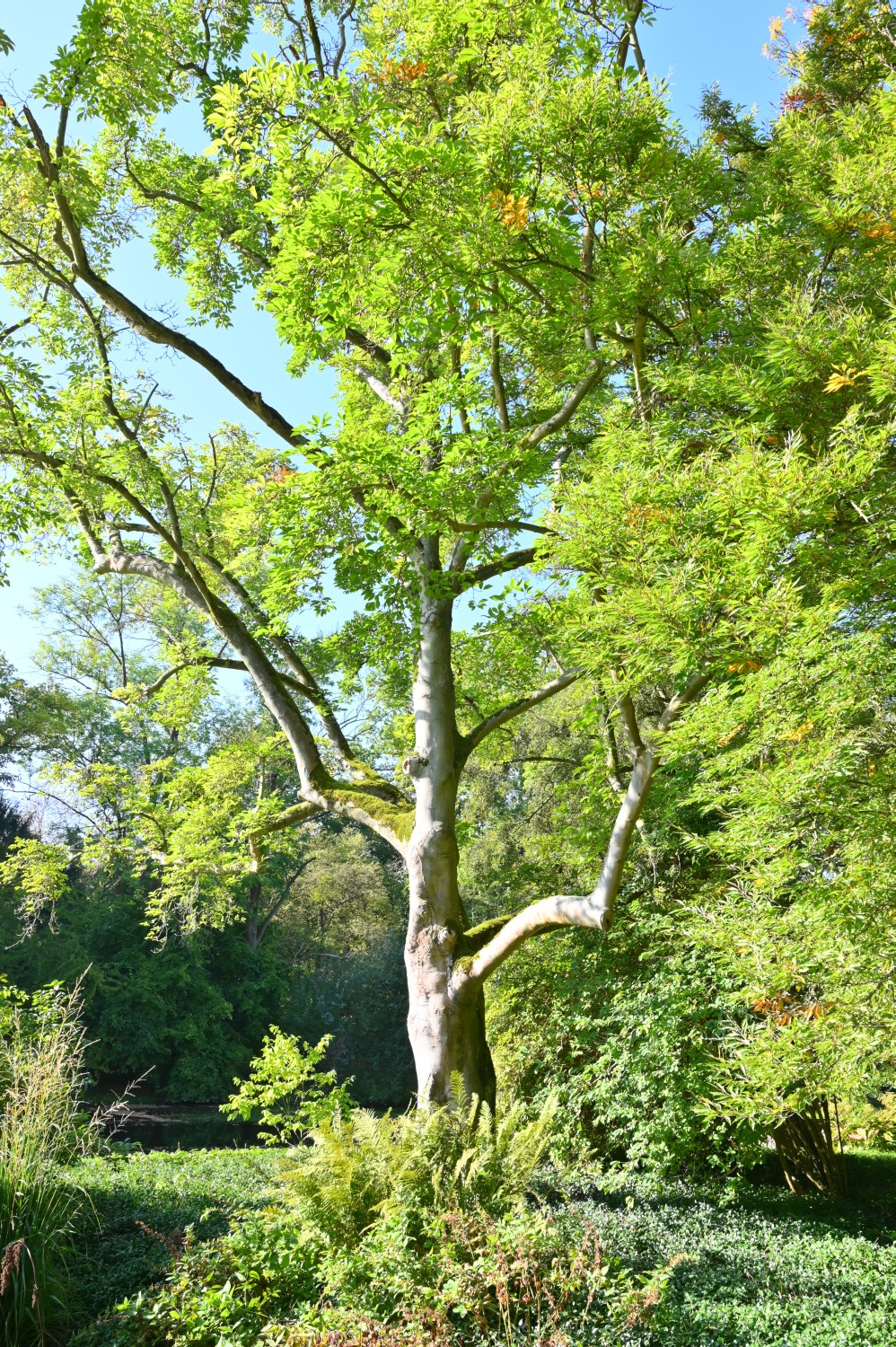 Magnolia kobus - Kassel, Karlsaue, Insel Siebenbergen - 2021