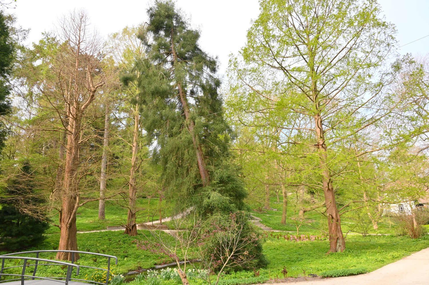 Sequoia sempervirens - Kiel, Alter Botanischer Garten - 2022