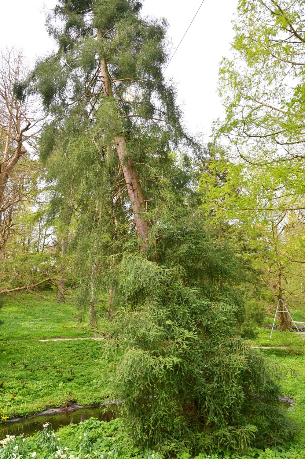 Sequoia sempervirens - Kiel, Alter Botanischer Garten - 2022