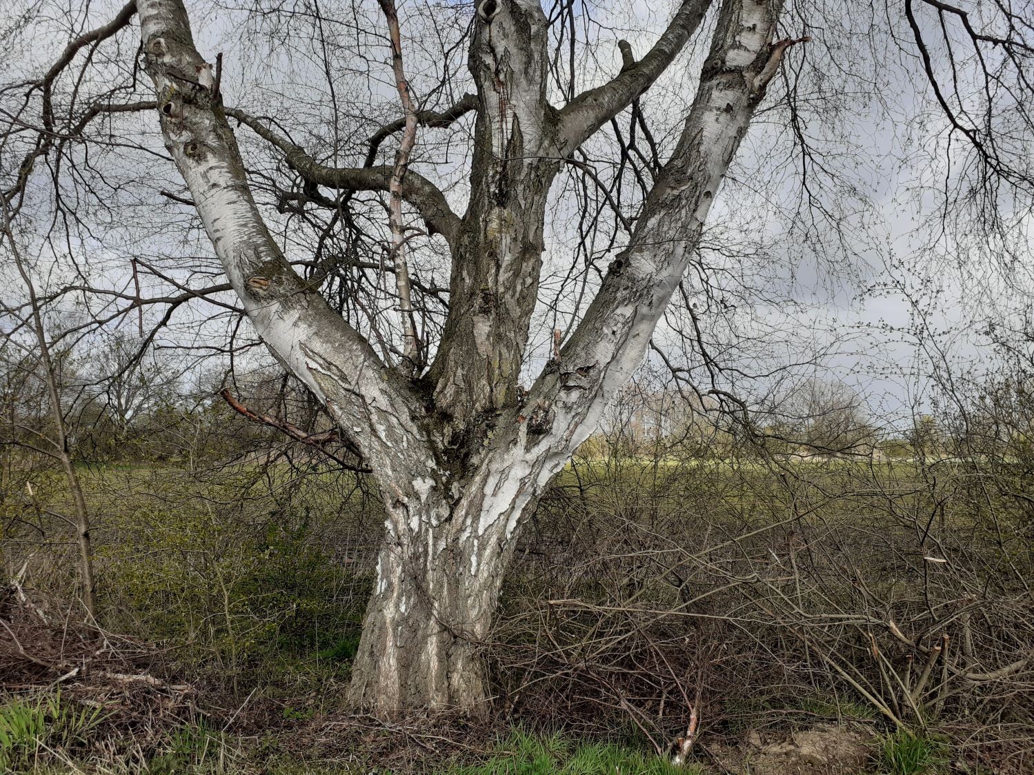 Betula pendula - Ehlershausen - 2021