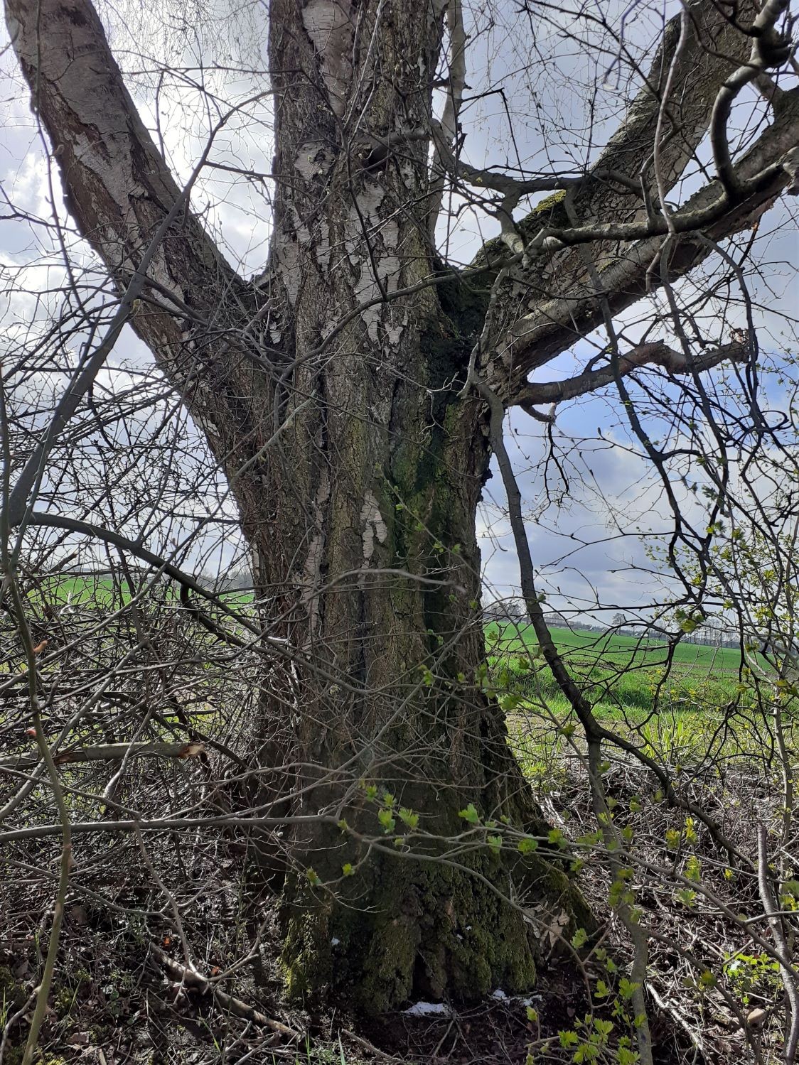 Betula pendula - Ehlershausen - 2021
