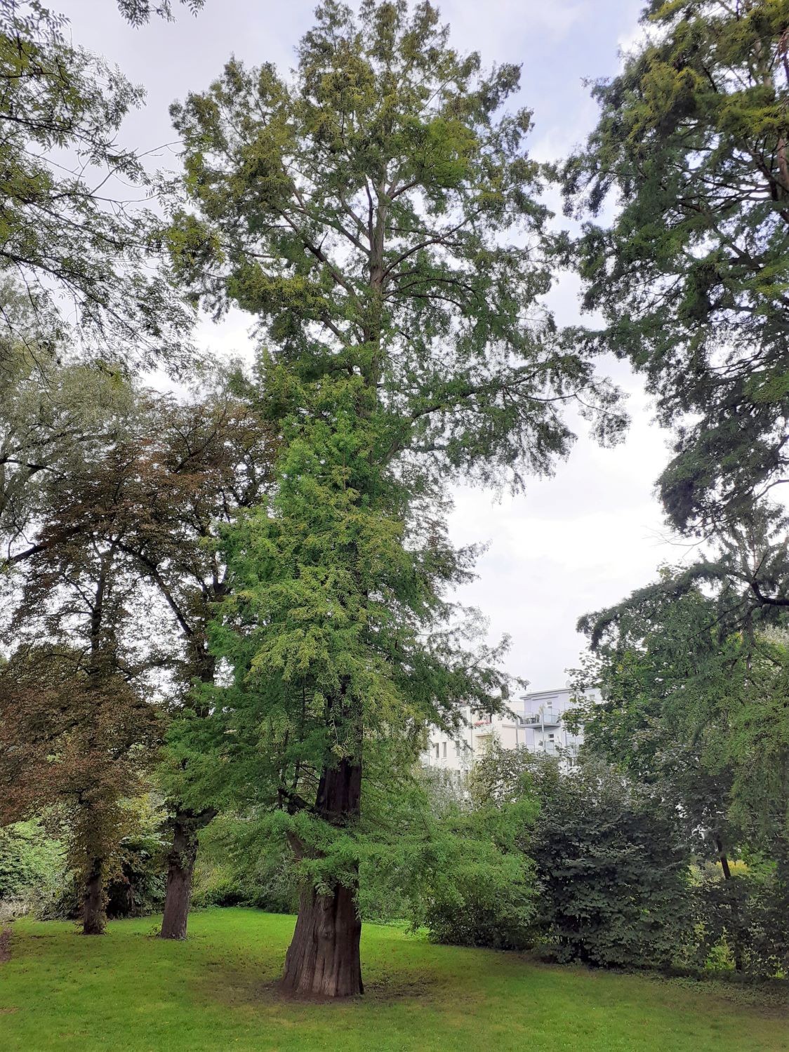 Taxodium distichum - Braunschweig - 2021