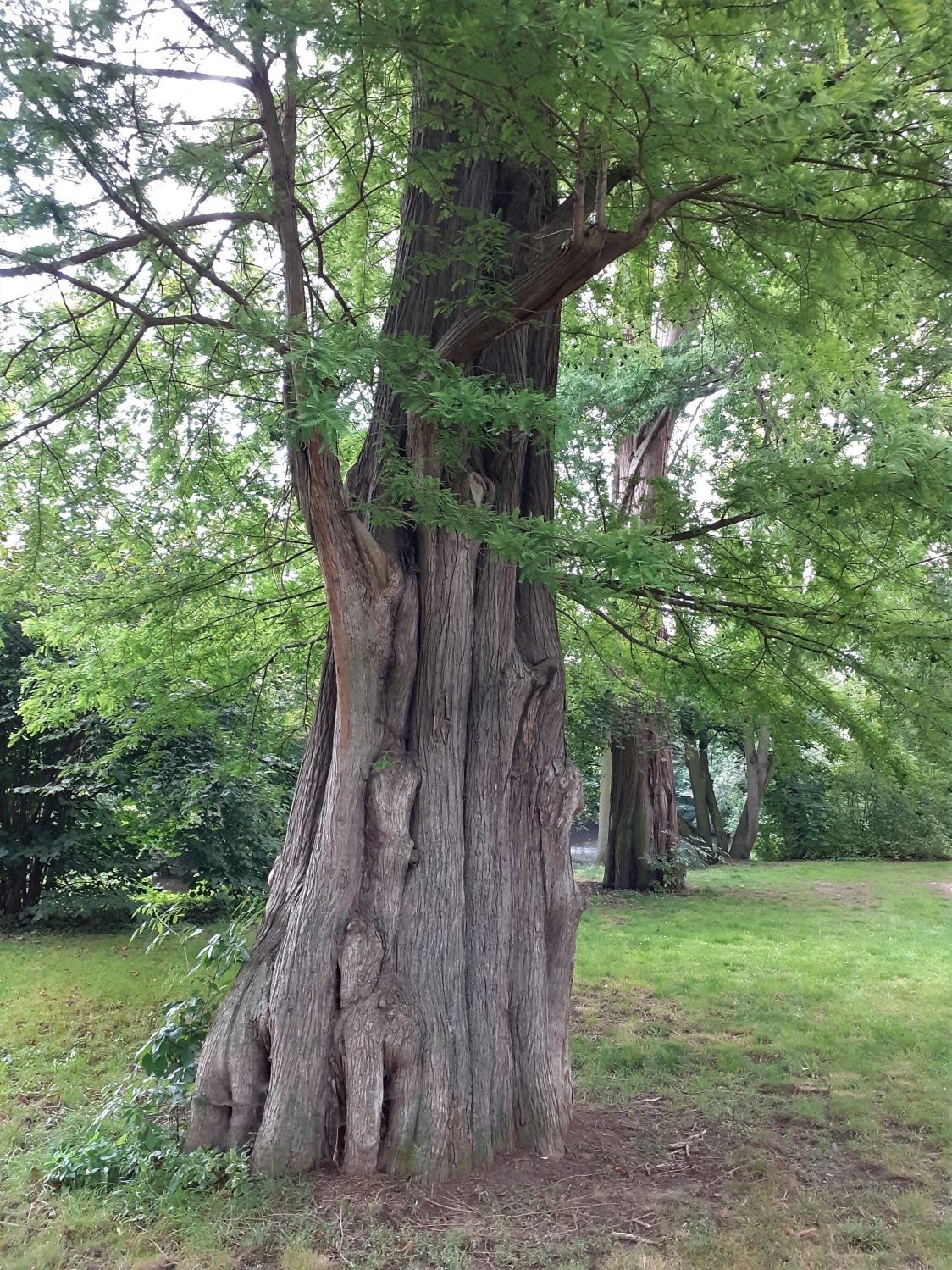 Taxodium distichum - Braunschweig - 2021