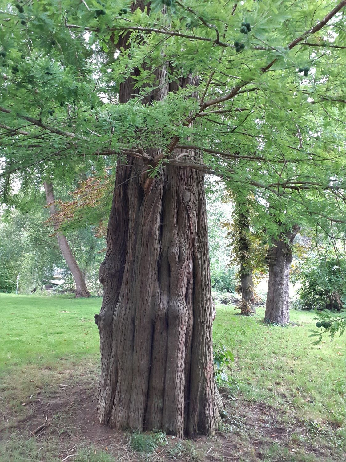 Taxodium distichum - Braunschweig - 2021