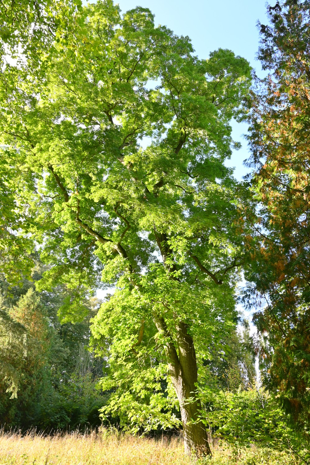 Carya cordiformis - Gültz - 2021