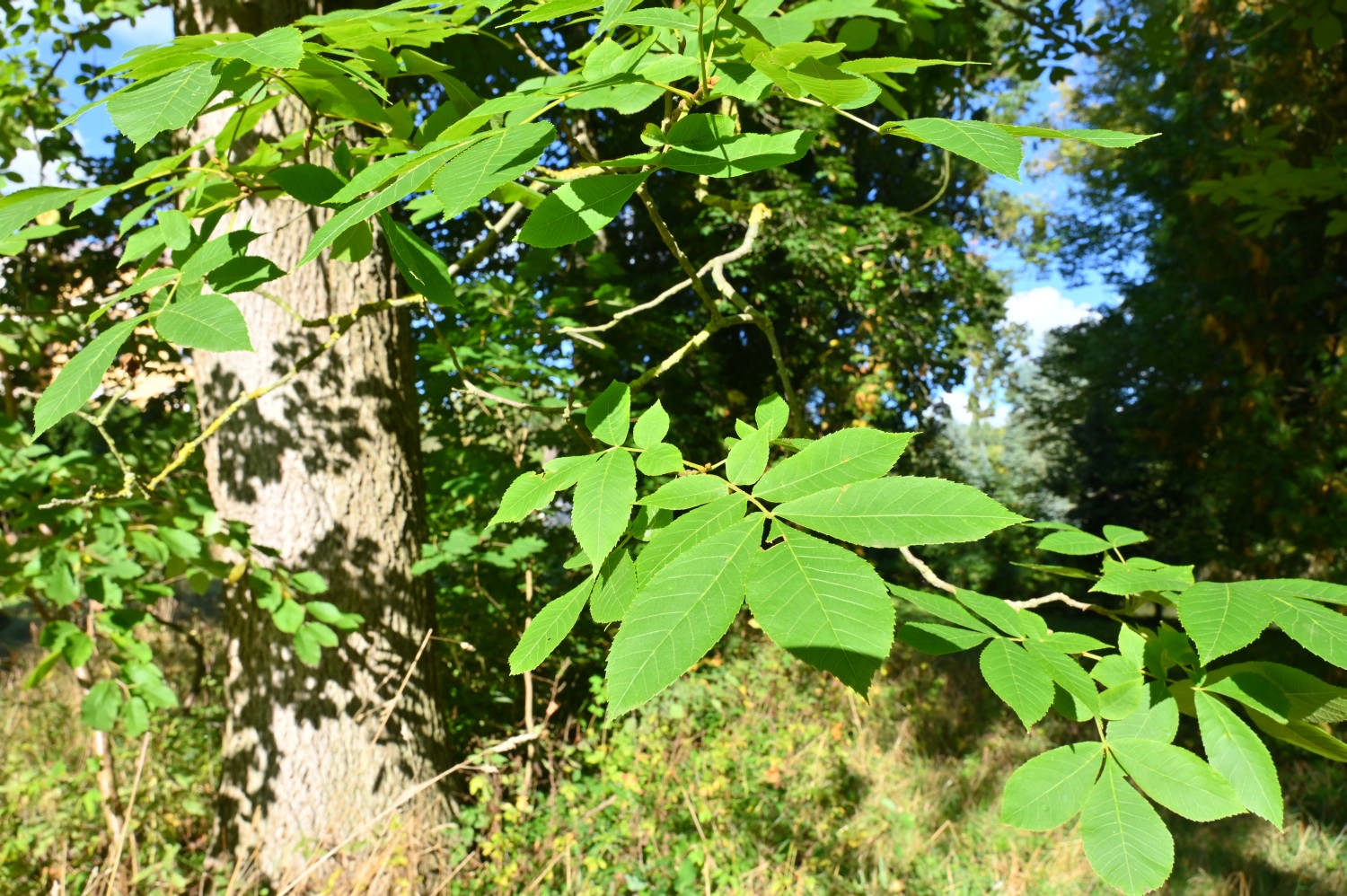 Carya cordiformis - Gültz - 2021