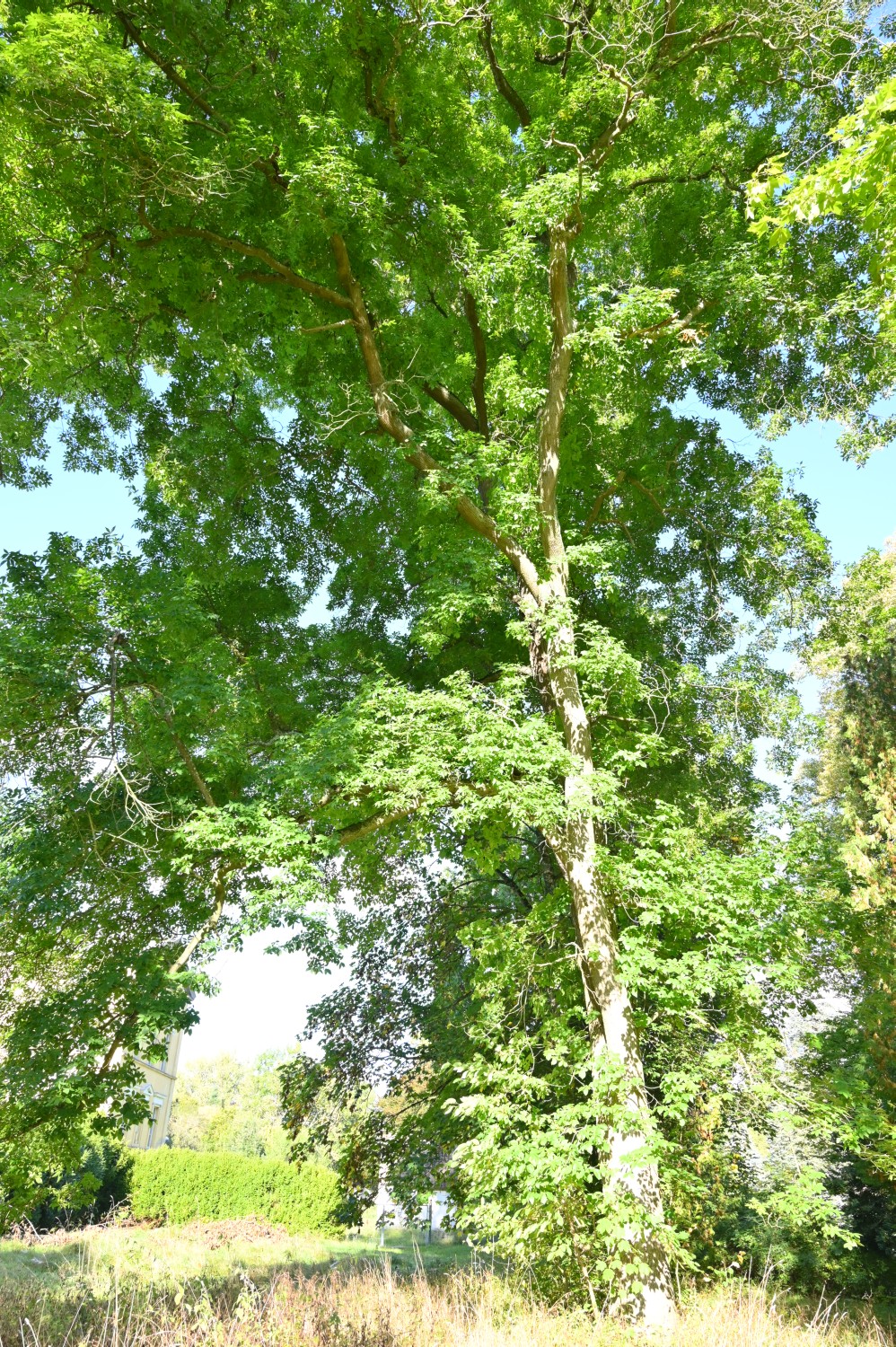 Carya cordiformis - Gültz - 2021