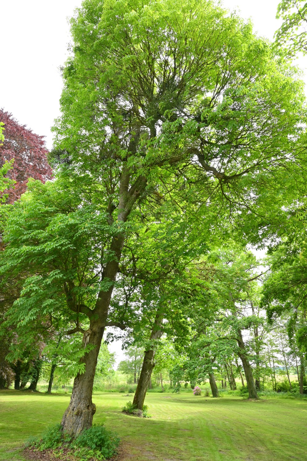 Aesculus flava - Schorssow - 2022