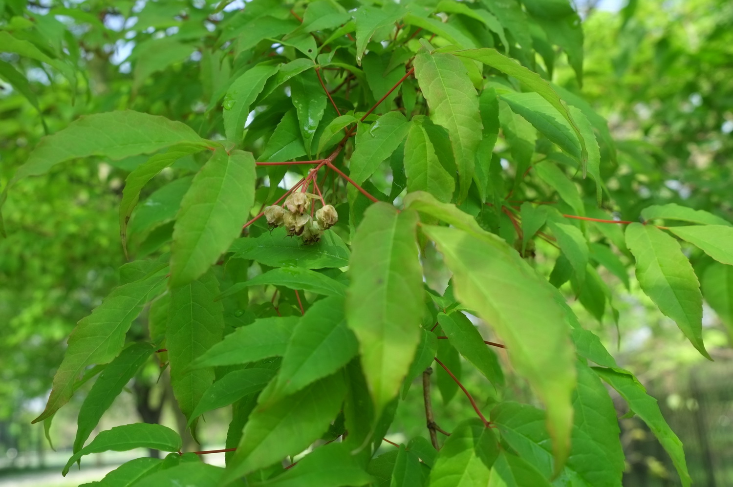 Acer mandshuricum - Dresden Botanischer Garten - April 2014