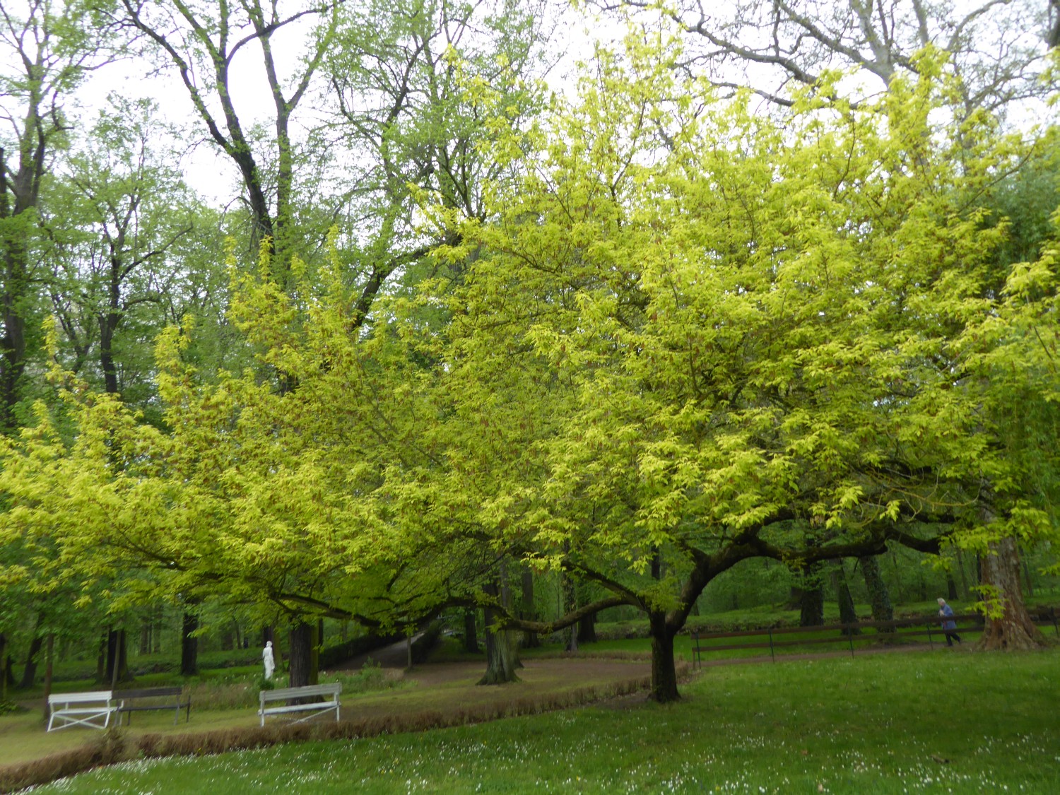 Acer negundo 'Discolor' - Stauchitz - 2021