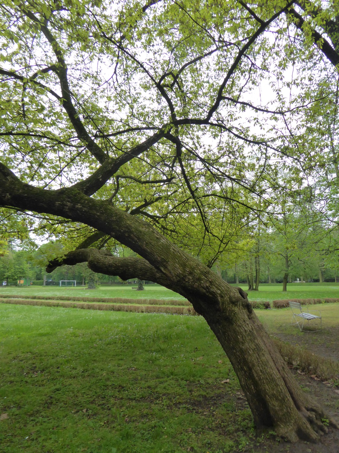 Acer negundo 'Discolor' - Stauchitz - 2021