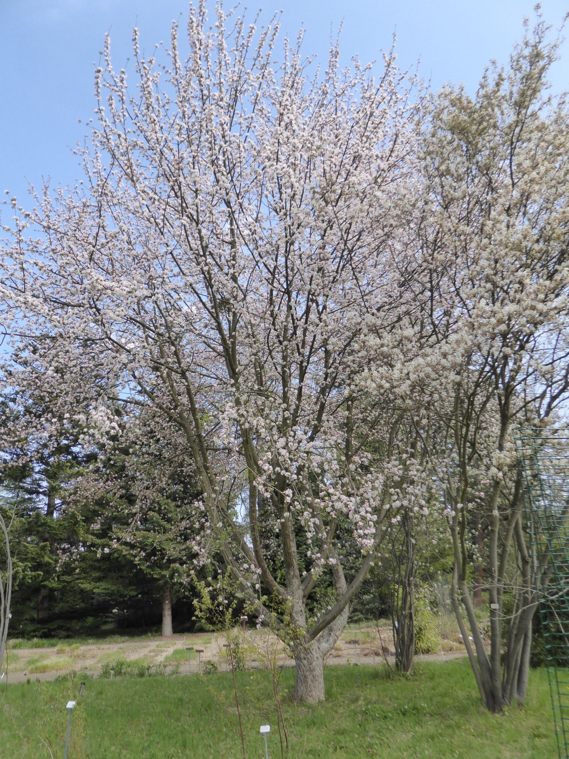 Malus orientalis - Dresden - 2015