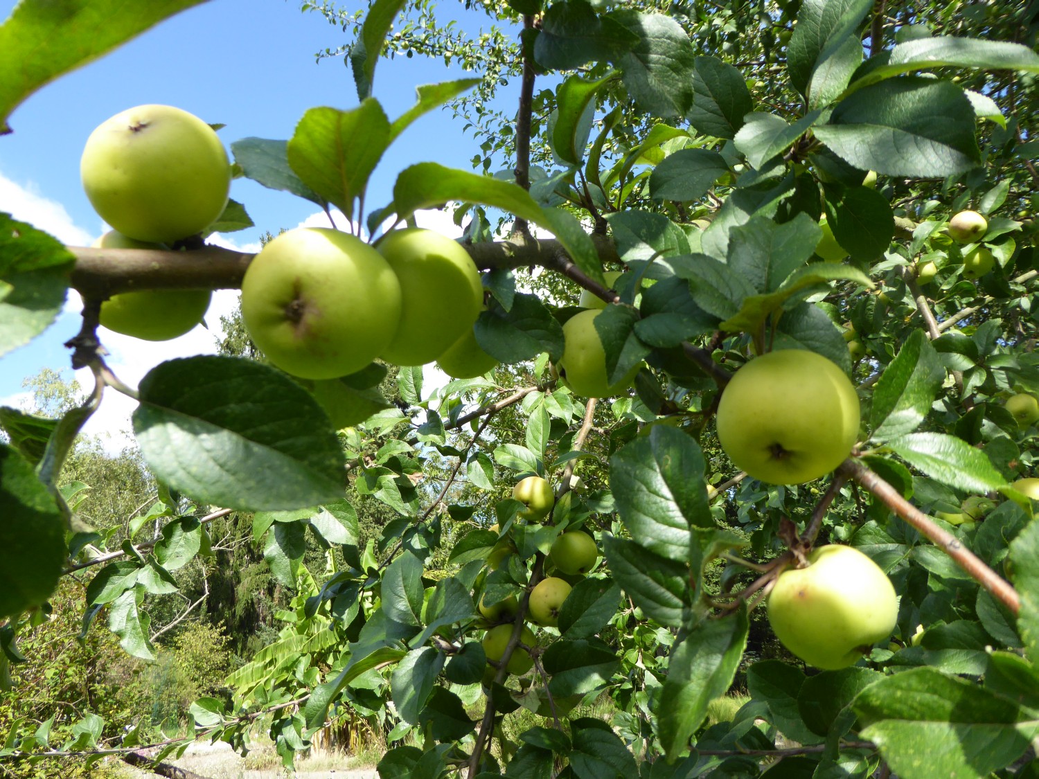 Malus orientalis - Dresden - 2015