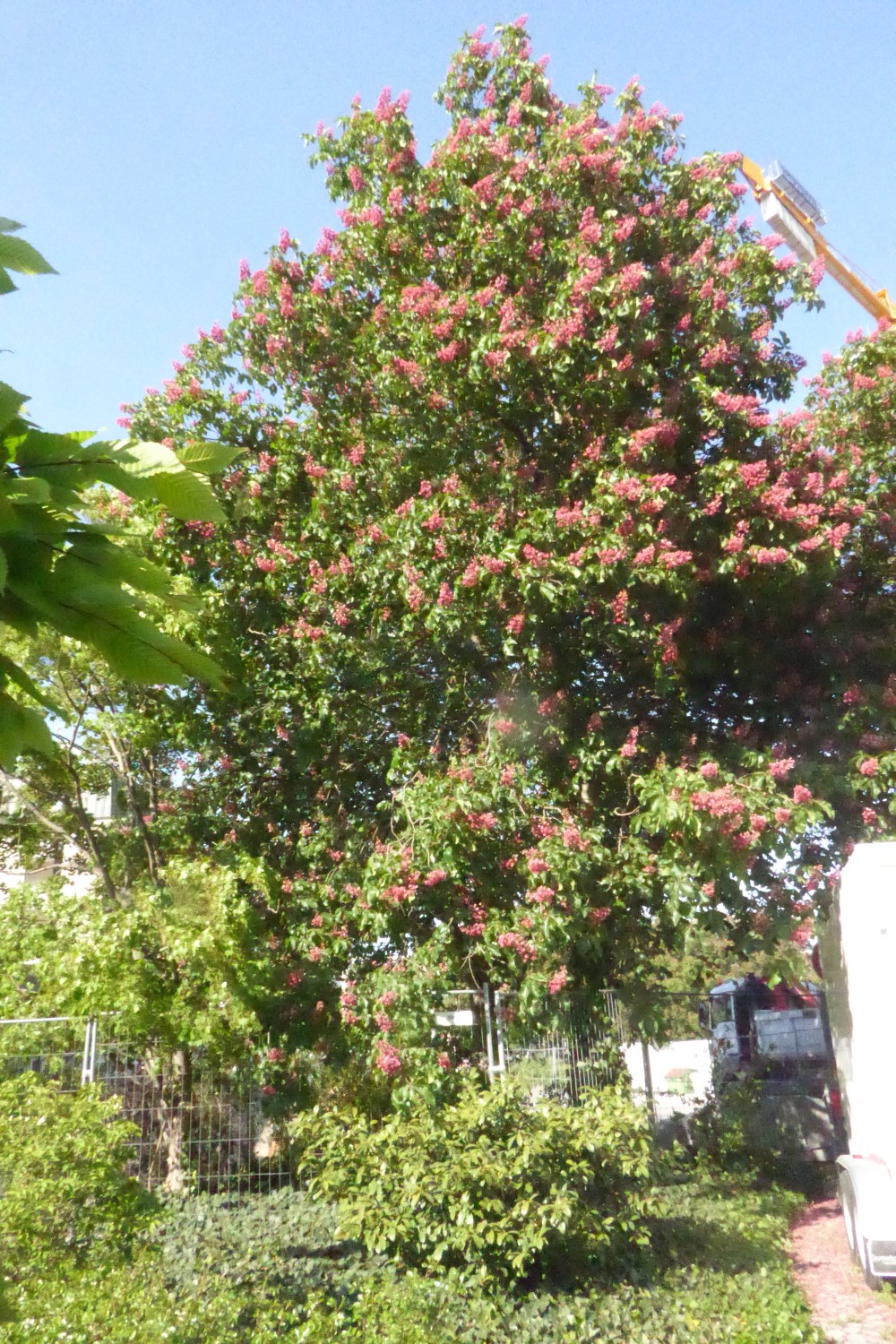 Aesculus × carnea 'Briottii' - Dresden - 2022