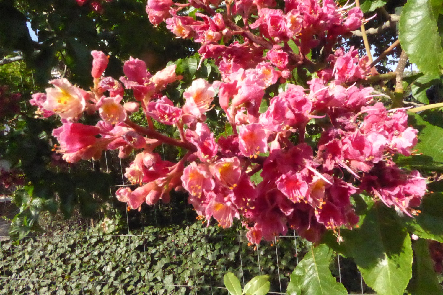 Aesculus × carnea 'Briottii' - Dresden - 2022
