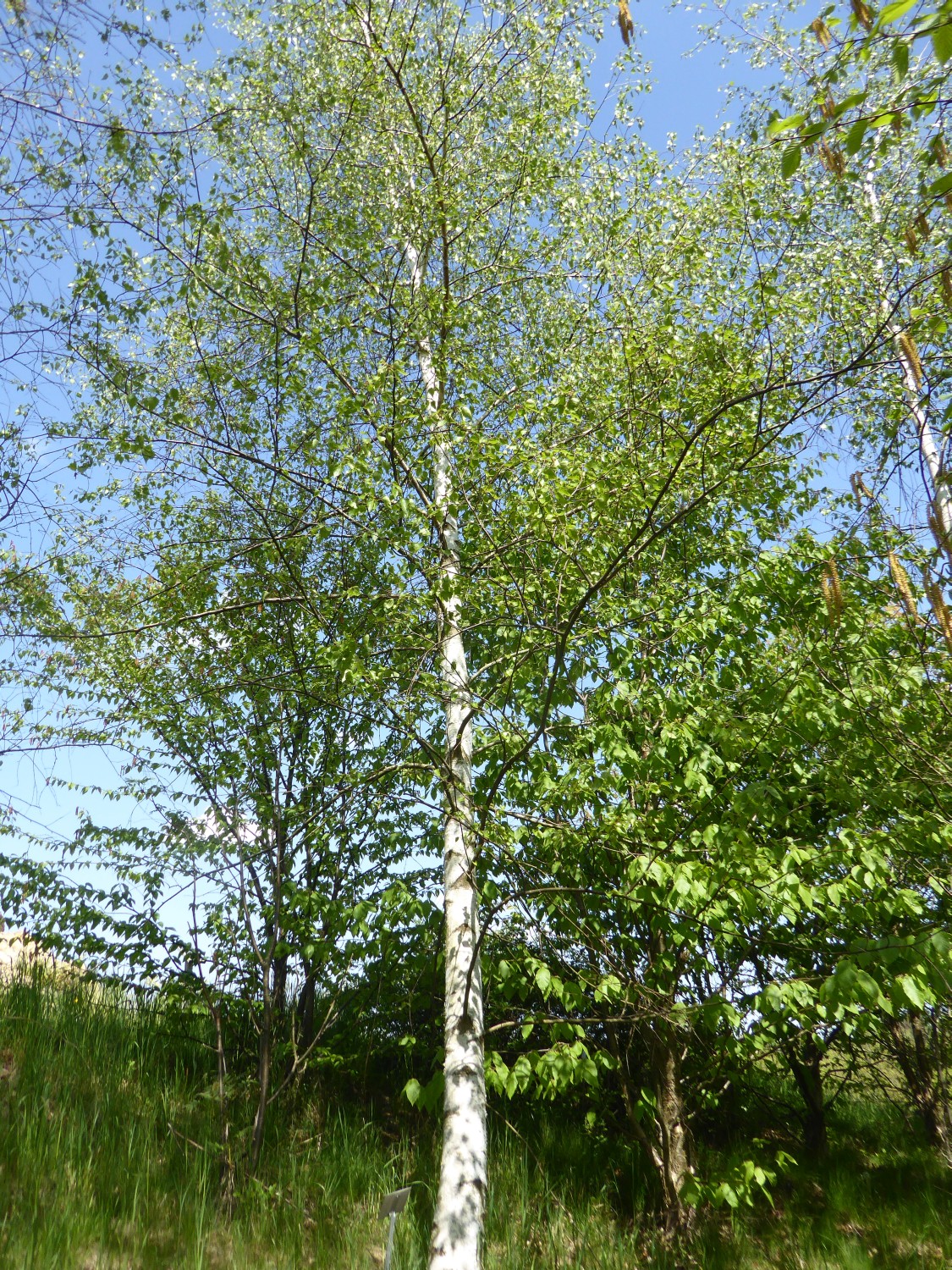 Betula populifolia - Tharandt - 2022