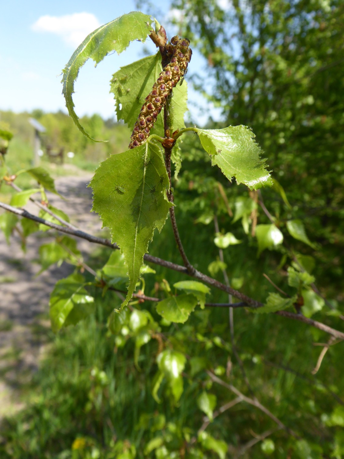 Betula populifolia - Tharandt - 2022