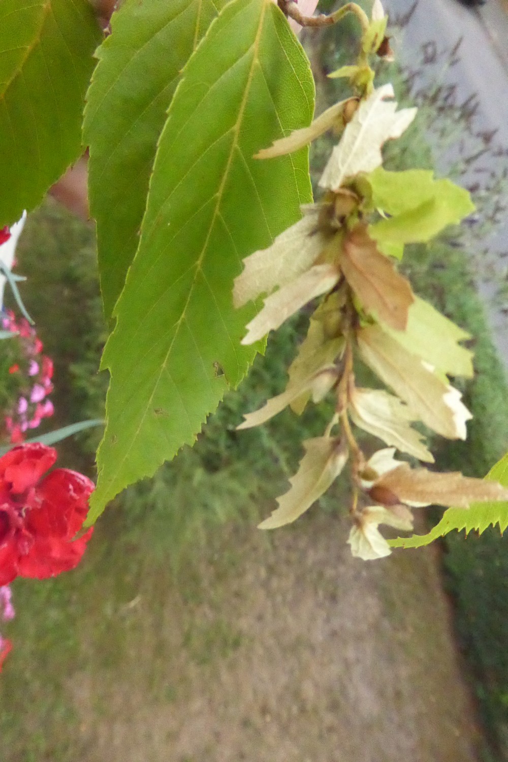Carpinus laxiflora - Dresden - 2022