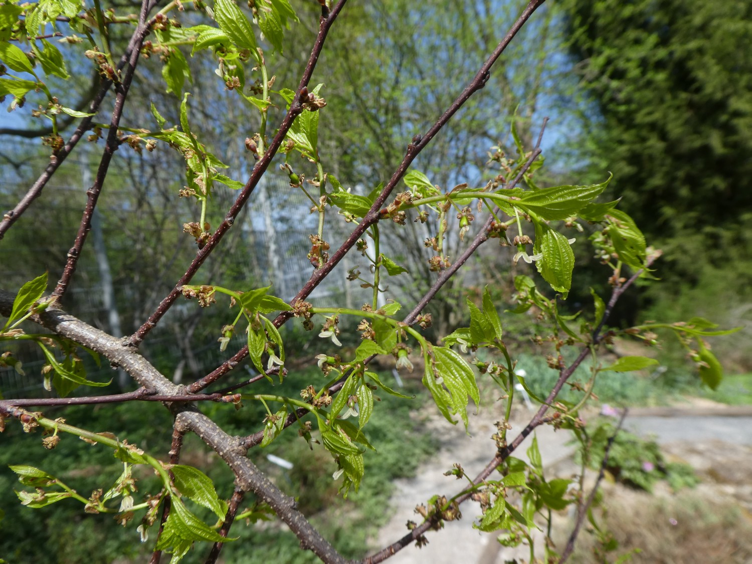 Celtis planchoniana - Dresden - 2016