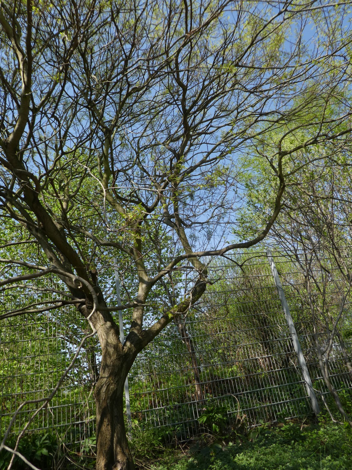 Celtis planchoniana - Dresden - 2016