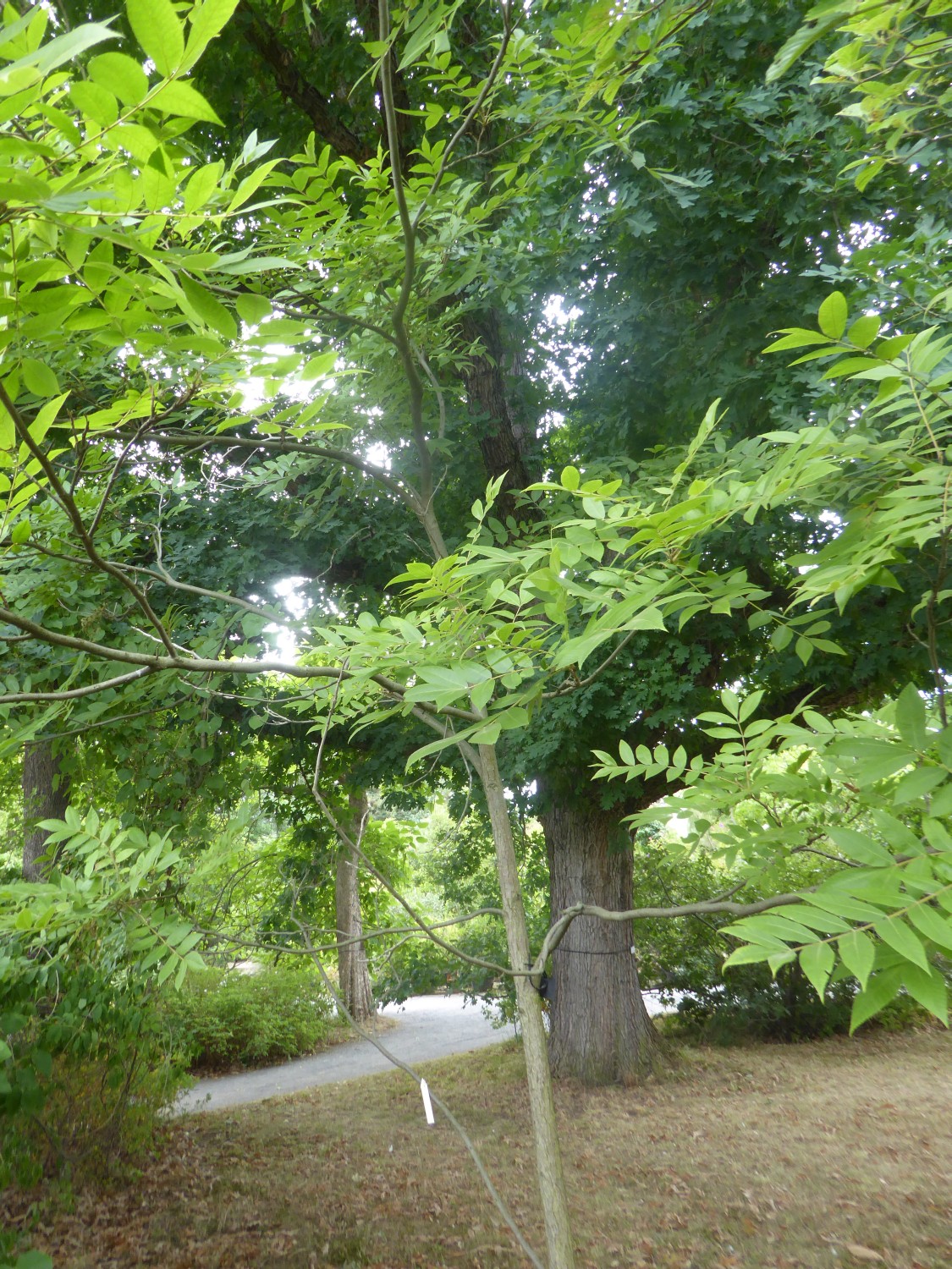 Carya illinoinensis - Dresden - 2022