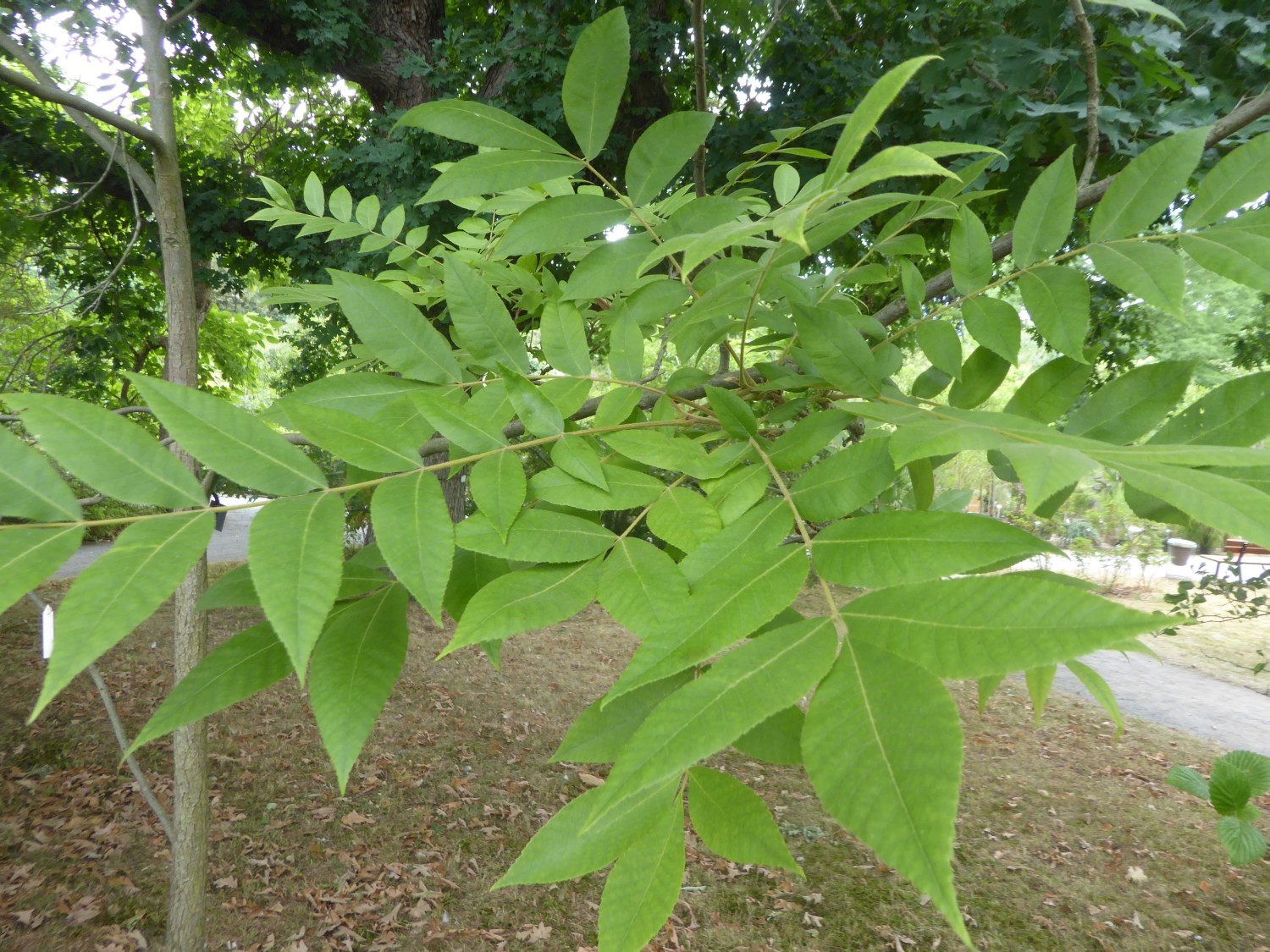 Carya illinoinensis - Dresden - 2022