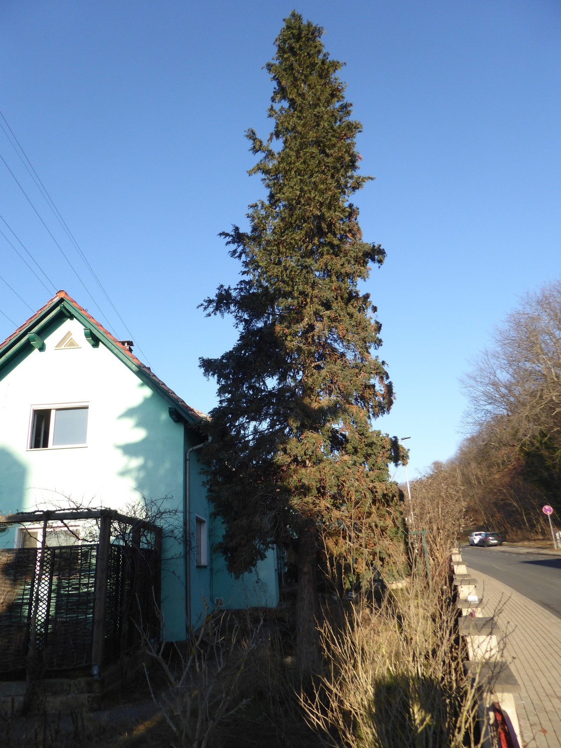 Chamaecyparis thyoides - Radebeul - 2021