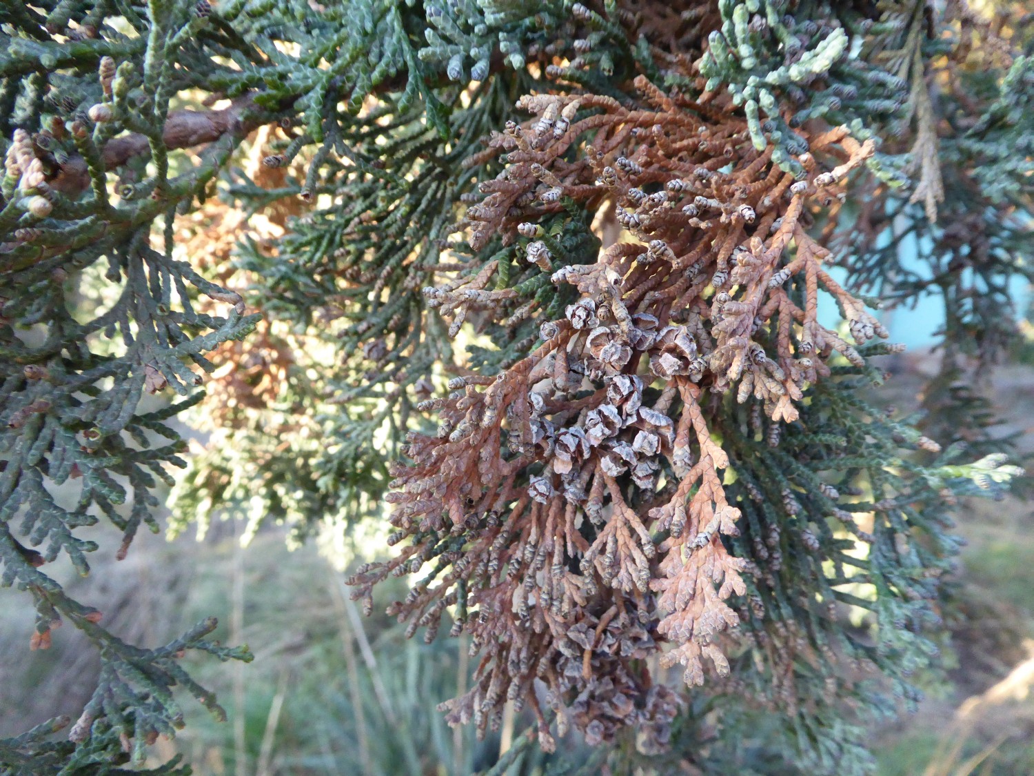 Chamaecyparis thyoides - Radebeul - 2021